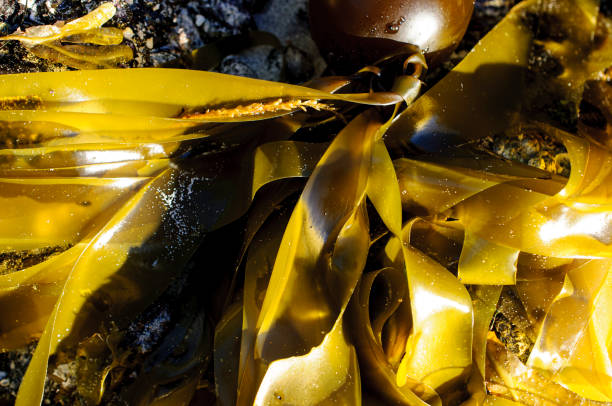istock Close up of seaweed kelp in sun light creating abstract patterns 1214518282