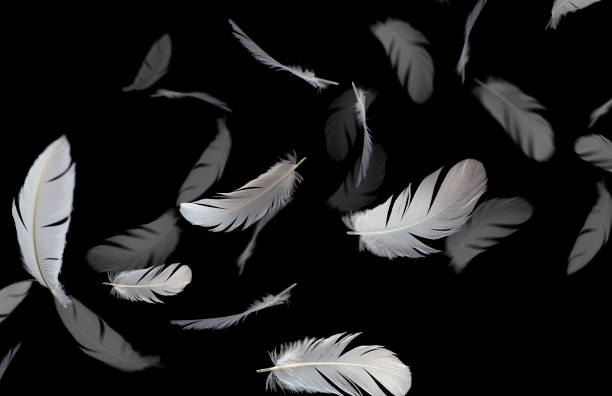 istock Feather abstract background, White feathers floating in the dark 1214518467