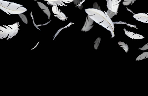 istock Feather abstract background, White feathers floating in the dark 1214518469