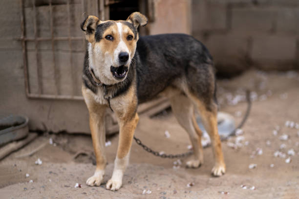 Stray dog looks desperately to the camera. Natural background