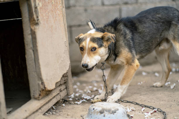 istock Animal cruelty. Dog on a chain. 1214518864