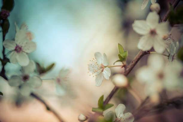 istock Floral spring background: Blooming white cherry blossoms, springtime 1214519003