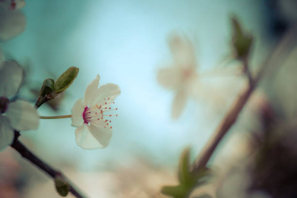 istock Floral spring background: Blooming white cherry blossoms, springtime 1214519066