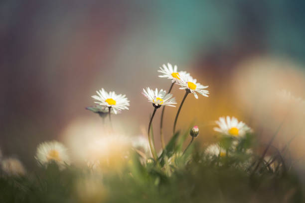 gänseblümchen im frühling: idyllische nahaufnahme der wildblumenwiese - wildflower spring close up daisy stock-fotos und bilder