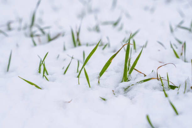 campo de trigo cubierto de nieve en la temporada de invierno. trigo de invierno. hierba verde, césped bajo la nieve. cosecha en frío. cultivos de grano para el pan. proceso agrícola con cultivos. - winter wheat fotografías e imágenes de stock