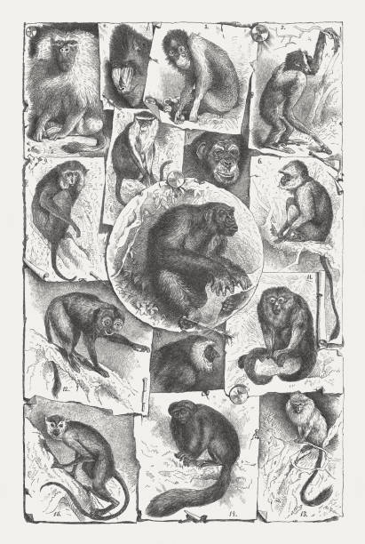 Primates, wood engraving, published in 1893 Primates: 1) Gorilla; 2) Gibbon; 3) Orangutan; 3) Mandrill; 4) Hamadryas baboon; 5) Bengal sacred langur; 6) Hanuman langur; 7) Chimpanzee; 8) Long-tailed monkeys; 9) Macaques; 10) Proboscis monkey (female); 11) Howler monkey; 12) Three-striped night monkey; 13) Lion tamarin; 14) Black bearded saki; 15) Squirrel monkey. Wood engraving, published in 1893. howler monkey stock illustrations