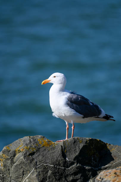 istock Seagull standing on coastal stone with blue ocean in the background 1214522516