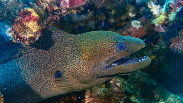 istock Giant Moray (Gymnothorax javanicus) amongst a reef off Gili meno 1214522542