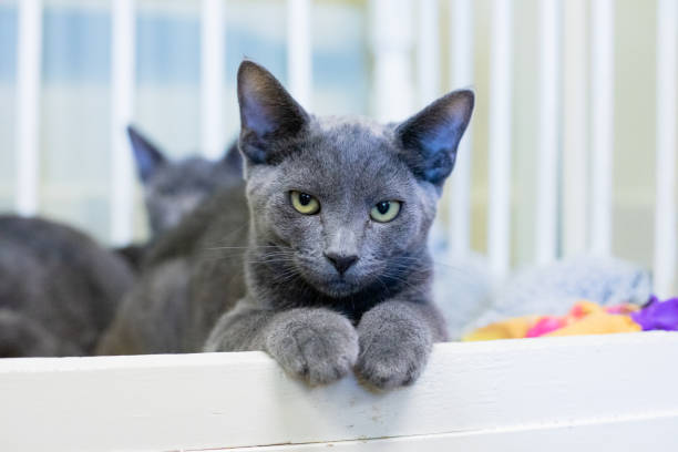 istock Cute and Adorable Kitten and Cat Portrait with Behavior and Pers 1214523062