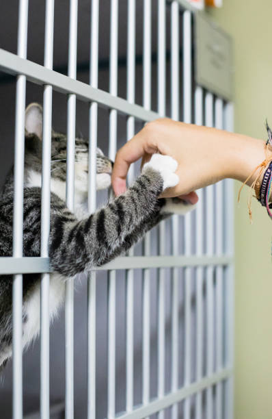 istock Cute and Adorable Kitten and Cat Portrait with Behavior and Pers 1214523063