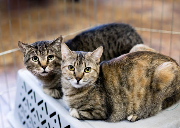 istock Cute and Adorable Kitten and Cat Portrait with Behavior and Pers 1214523100