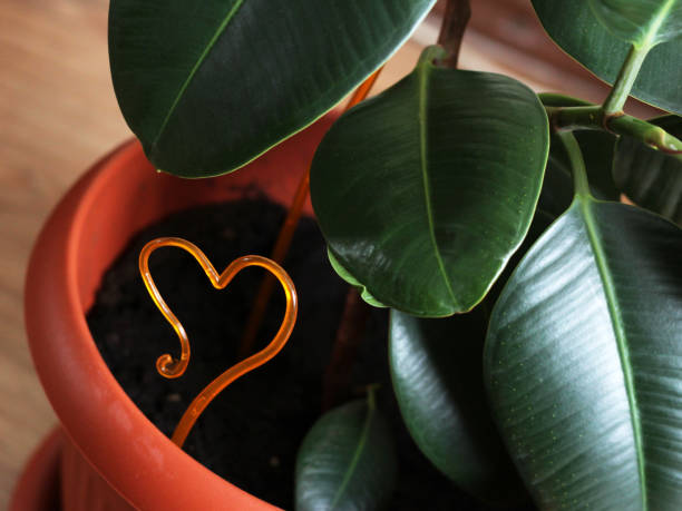 istock Ficus plant with large leaves in a pot 1214524586