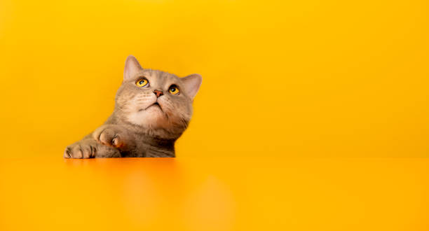 istock Obese grey British sort hair cat. 1214526076