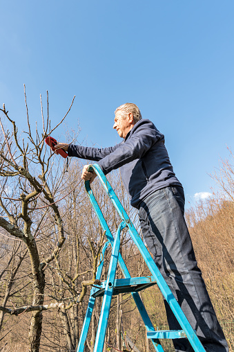 Senior Man on Sunny Winter Day Standing on Ladder Pruning Apple Tree Using Electric Pruning Shears