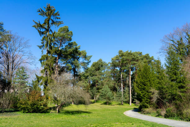 istock Trees On Field Against Clear Blue Sky 1214527663