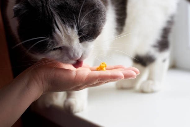 istock Cat eats corn from the palm of the owner. 1214528804