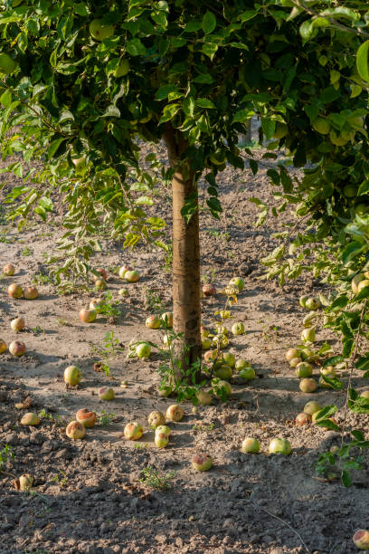 istock Ripe fresh apples grow on the branches. 1214528867