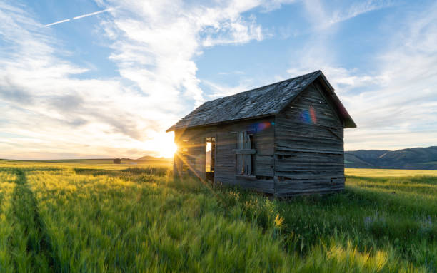 istock Sunflare Children 1214528993