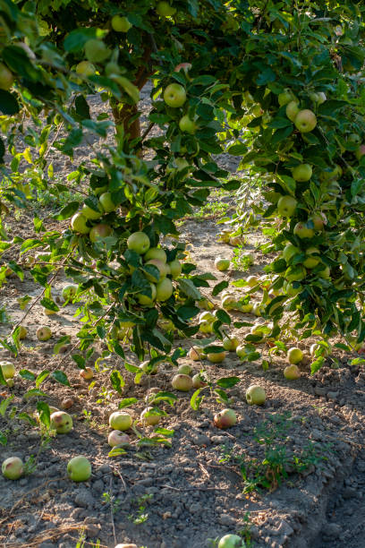 istock Ripe fresh apples grow on the branches. 1214529678