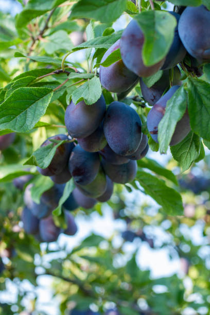 istock Plum tree with juicy fruits on the branches. 1214529771