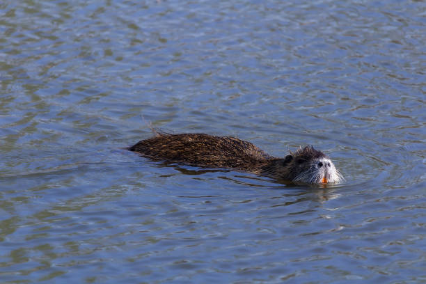 istock Portrait of nutria swim on pond front view 1214532043