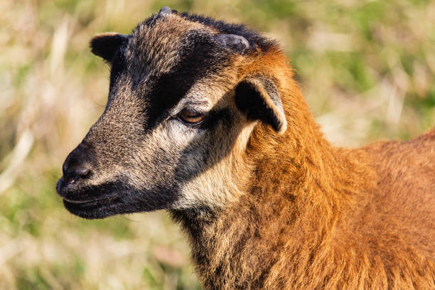istock Portrait of small juvenile brown goat from side 1214532058