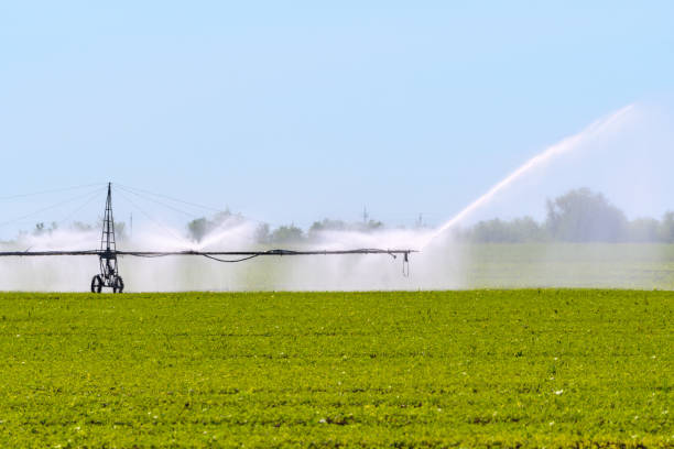 istock A working sprinkler for irrigation of fields in the steppe zone. 1214532133