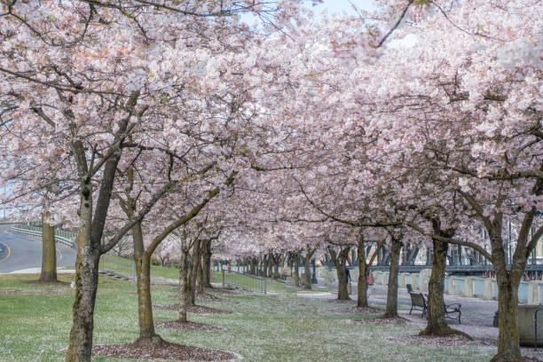 istock Cherry blossoms in Portland downtown 1214532771