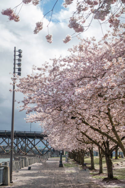 istock Cherry blossoms in Portland downtown 1214532787