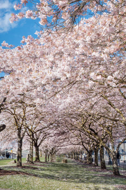 istock Cherry blossoms in Portland downtown 1214532817