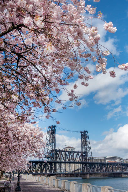 istock Cherry blossoms in Portland downtown 1214532819
