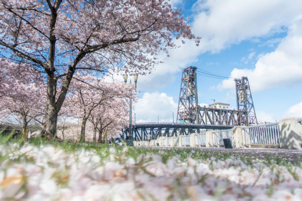 istock Cherry blossoms in Portland downtown 1214532822