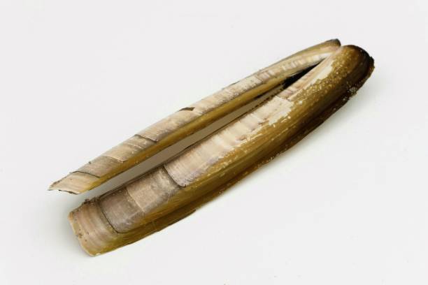 Atlantic jackknife clam, ensis magnus Atlantic jackknife clam, ensis magnus, isolated on a white background razor clam stock pictures, royalty-free photos & images