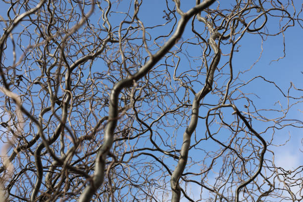 istock Bare branches of a curly tree on a background of blue sky with clouds. selective focus 1214533841