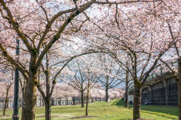 istock Cherry blossoms in Portland downtown 1214534086