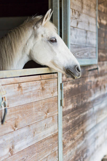 retrato de un caballo blanco con la cabeza fuera de la caja - horse stall stable horse barn fotografías e imágenes de stock