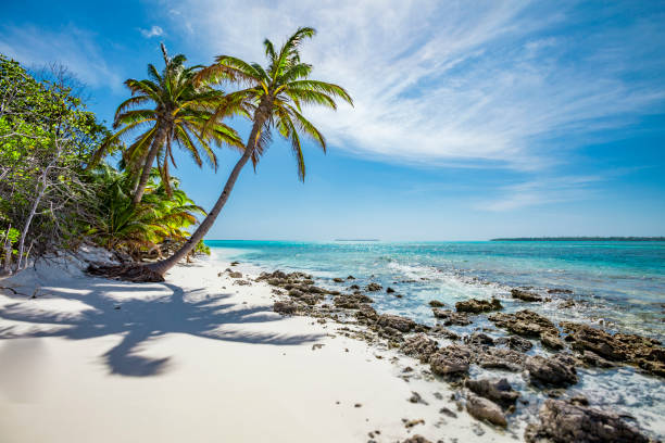 Palm trees on Cocos keeling atoll Palm trees, white beach and turquoise sea in the inner lagoon  of Cocos keeling atoll, Australia, Indian Ocean cocos stock pictures, royalty-free photos & images