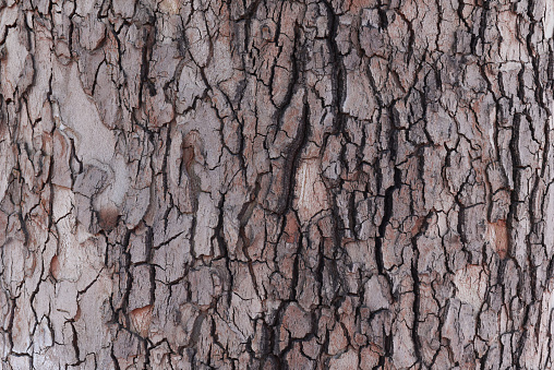 Old oak bark texture close-up. Macro shot. Nature background.