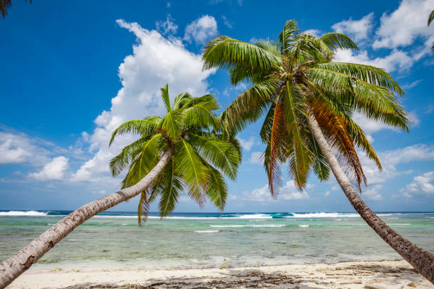 istock Palm trees on Cocos keeling atoll 1214536230