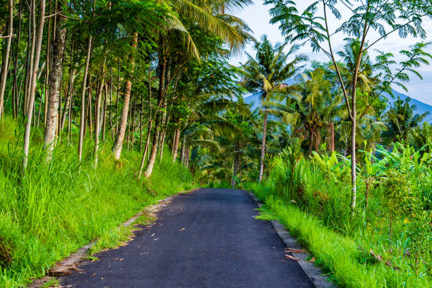 istock Bali. Road, surrounded by lush tropical plants and palm trees. 1214536414