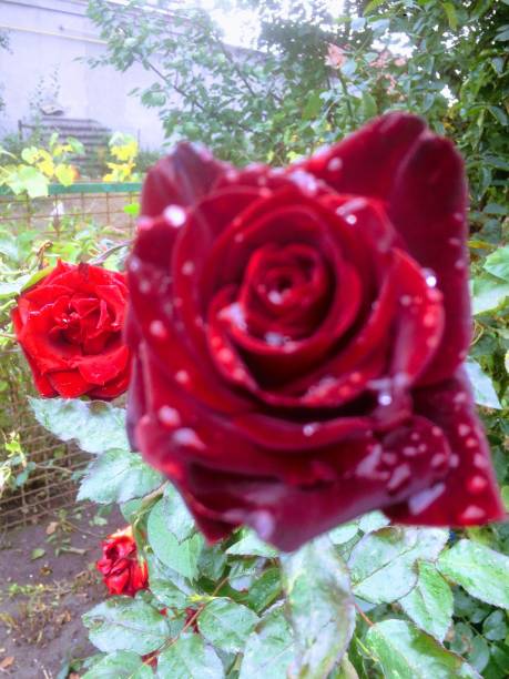 istock Rose in the morning dew 1214536935