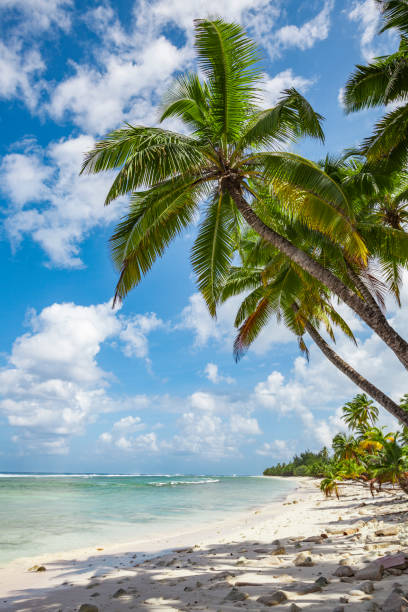 istock Palm trees on Cocos keeling atoll 1214537577