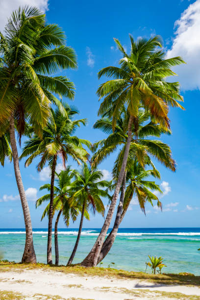istock Palm trees on Cocos keeling atoll 1214537646
