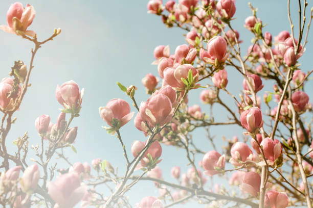 Flowering beautiful flower in spring, Magnolia flower in bloom Flowering beautiful flower in spring, Magnolia flower in bloom spring bud selective focus outdoors stock pictures, royalty-free photos & images