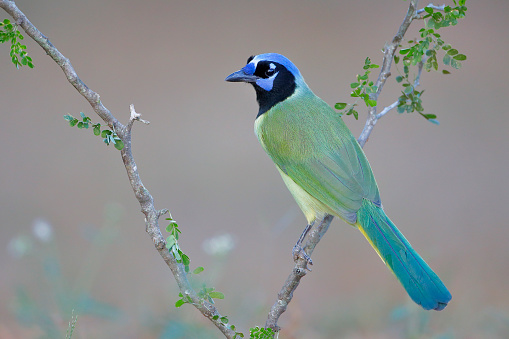 Green Jay (Cyanocorax luxuosus) perched, South Texas, USA