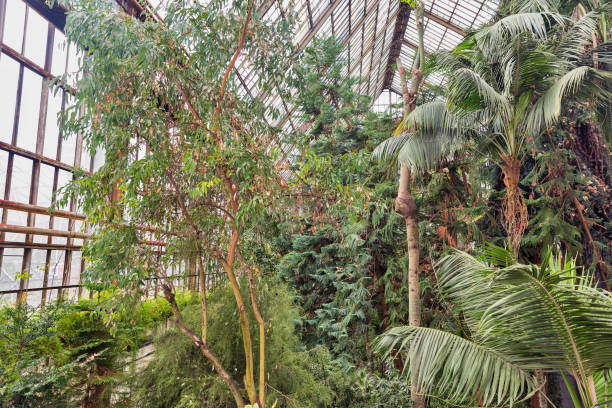 istock greenhouse with different tropical plants 1214539460