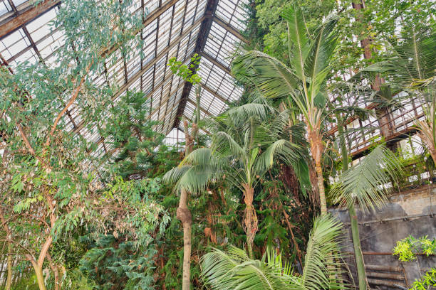 istock greenhouse with different tropical plants 1214539466