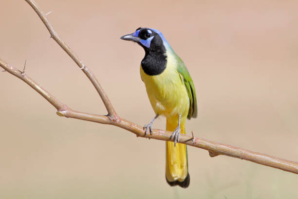 istock Green Jay (Cyanocorax luxuosus) perched, South Texas, USA 1214539483