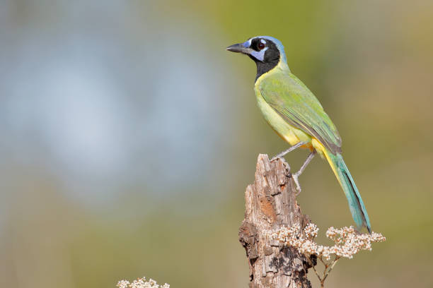 istock Green Jay (Cyanocorax luxuosus) perched, South Texas, USA 1214539580