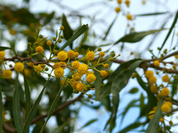 istock Mimosa flowers and leaves 1214541460